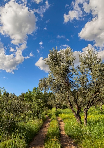 Panoramic view of the village olive garden and sky with
clouds