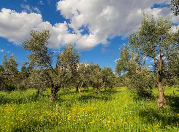 Panoramic view of the village olive garden and sky with\
clouds