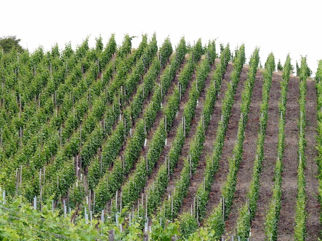 Panoramic view of vineyard against clear sky