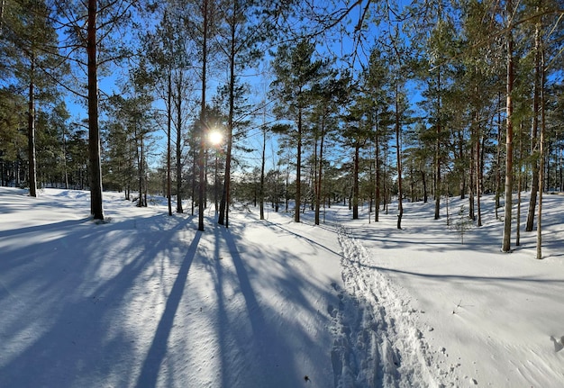 Panoramic view of winter wild park, long shadow of trunks of pine trees at frosty sunny weather, Green branches of trees. High quality photo