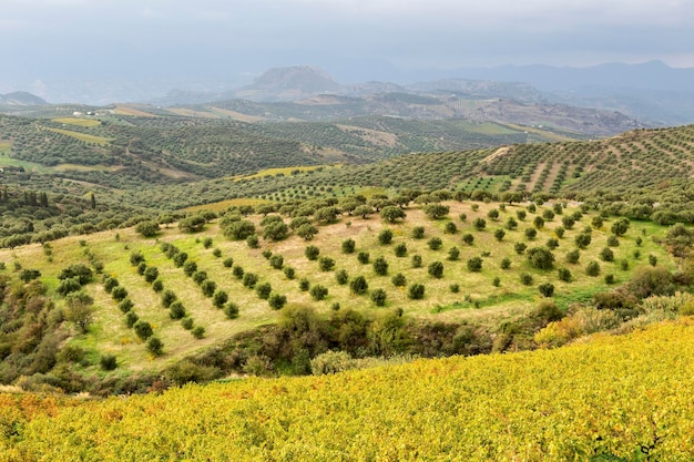 Панорамный вид на горы, оливковые рощи в сельской местности