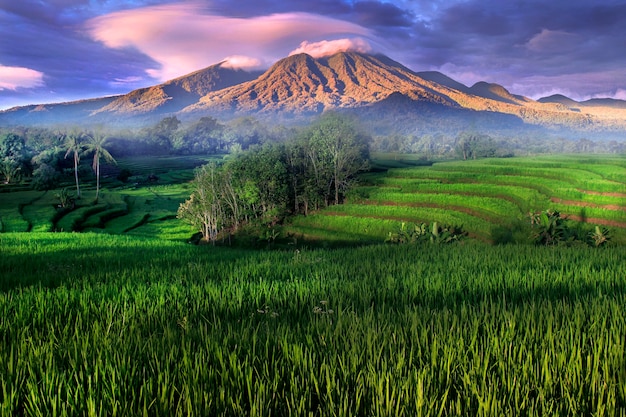 панорамный вид на рисовые поля, когда зеленые с горящими горами