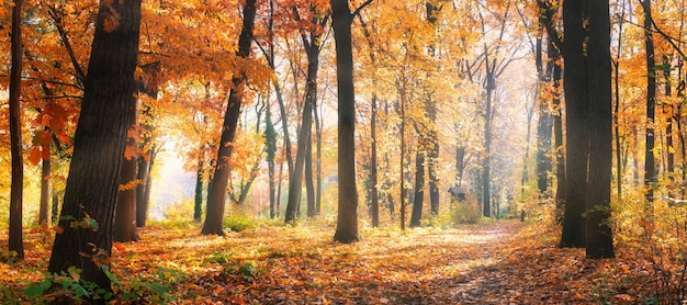 Panoramisch herfstlandschap. Mistige gele en oranje bladeren aan de bomen in de ochtend bos natuur