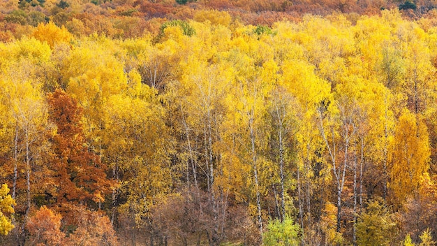 Panoramisch uitzicht met berkenbos in geel bos