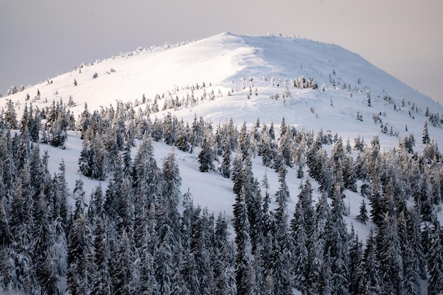 Panoramisch uitzicht op de bergen van Krkonose in de winter. Reuzengebergte winterlandschap, zicht op Kotel