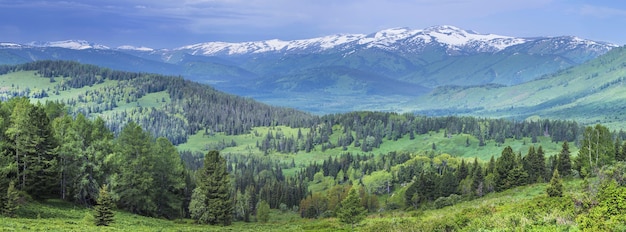 Panoramisch uitzicht op de bergtaiga, Altay. Zomergroene bossen, met sneeuw bedekte bergtoppen.