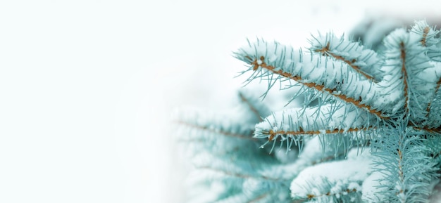 Panoramisch uitzicht op dennenboom met sneeuw winterlandschap kerstmis en nieuwjaar achtergrond met snowcov...