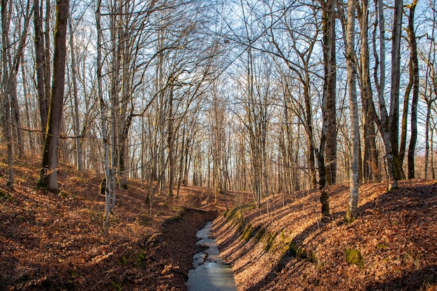 Panoramisch uitzicht op een bladloos bladverliezend bos in de late herfst