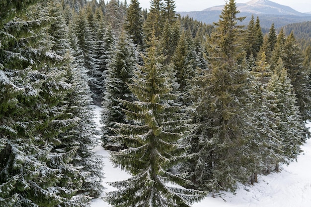 Panoramisch uitzicht op een dennenbos op berg bedekt sneeuw.