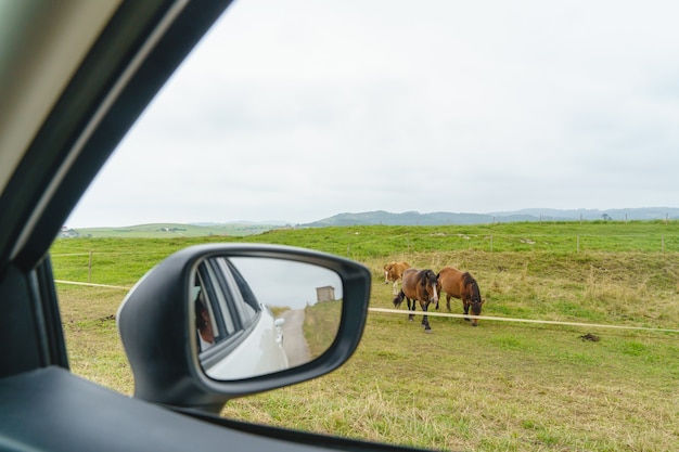 Panoramisch uitzicht op een paar bruine paarden op het platteland. horizontale weergave van dieren die grazend uitzicht vanuit het autoraam eten. dieren en reisconcept.