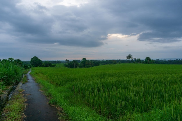 Panoramisch uitzicht op het platteland met groene en bewolkte rijstvelden in het Indonesische regenseizoen
