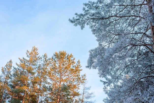 Panoramisch uitzicht op het winterbos van dennen en sparren in de sneeuw op de takken. landschap. de stralen van de zon bij zonsondergang verlichten de sneeuw