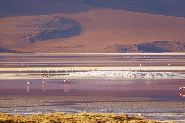 Panoramisch uitzicht op laguna colorada of red lagoon met kudde flamingo's boliviaanse altiplano bolivia