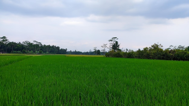 panoramisch uitzicht op rijstvelden met bomen en bewolkte lucht op de achtergrond Java Indonesië