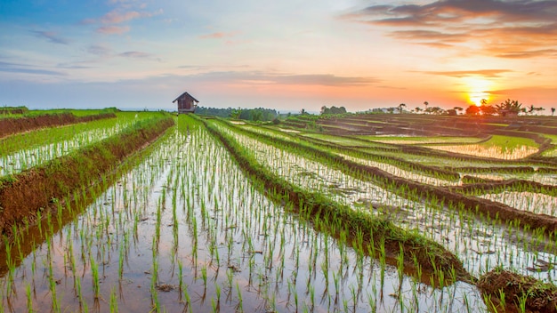 Panoramisch uitzicht op rijstvelden met rijstterrassen gevuld met water met zonlicht in noord-bengkulu