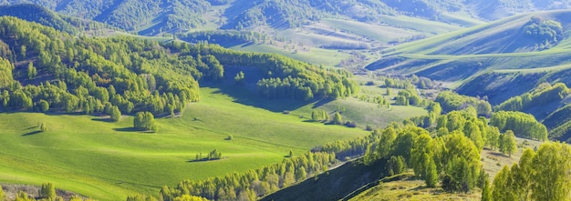 Panoramisch uitzicht over heuvels en weilanden in het ochtendlicht