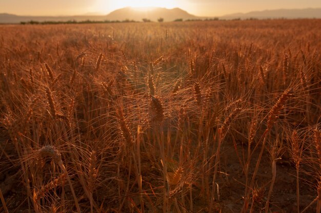 Panoramisch van een graanveld graanlandbouw