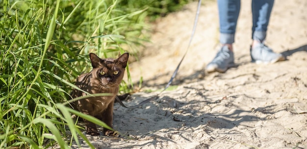 Panoramisch zicht op Birmese kat met harnas en zijn eigenaar op het strand