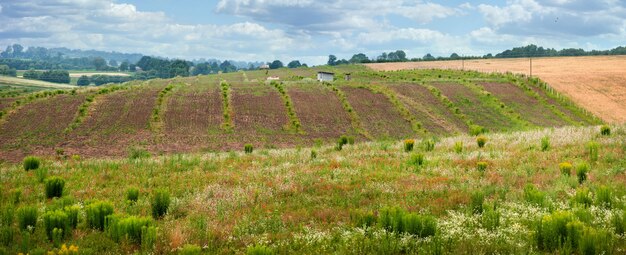 Panoramisch zicht op landbouwplantages, lijnen en heuvels van bovenaf, uitzicht op de schilderachtige landschappen