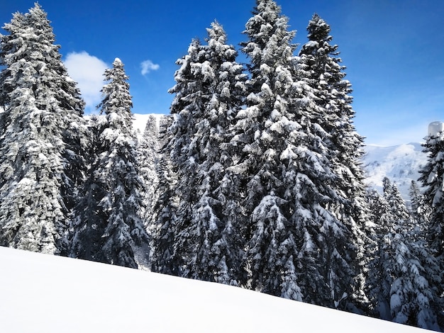 Panoramisch zicht op naaldbos met besneeuwde bomen op zonnige winterdag