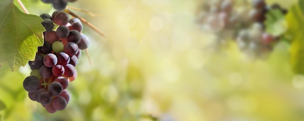 Panoramisch zicht op o zwarte druiven die groeien in gebladerteverlichting door de zon