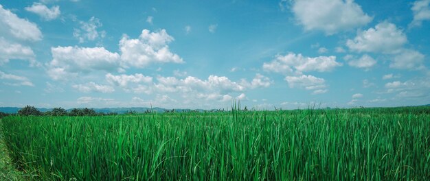 Panoramisch zicht op rijstvelden op een zonnige dag en mooie blauwe lucht