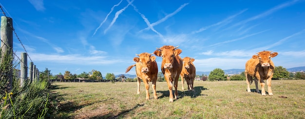 Panoramisch zicht van bruine koeien in frans land