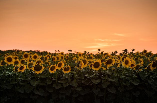Panoramisch zichtveld met zonnebloemen tegen zonsondergang in de zomeravond