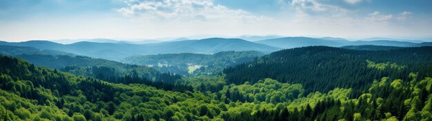 Panoramische banner met een uitgebreid en langwerpig perspectief van een bebost landschap met bomen