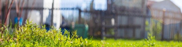 Panoramische bannerachtergrond met een bloem onder het groene gras in de tuin Mooi natuurlijk landelijk landschap Selectieve nadruk op de voorgrond met een zwaar onscherpe achtergrond en copyspace