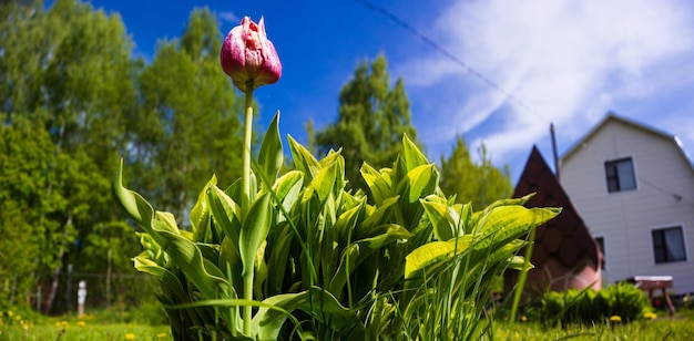 Panoramische bannerachtergrond met een bloem onder het groene gras in de tuin Mooi natuurlijk landelijk landschap Selectieve nadruk op de voorgrond met een zwaar onscherpe achtergrond en copyspace