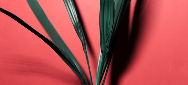 Panoramische bannerweergave; close-up van groene Neomarica bloem, kamerplant op achtergrond van pastel koraal roze kleur met schaduwen.