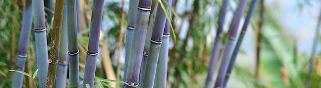 Panoramische groene en blauwe bamboe jungle achtergrond