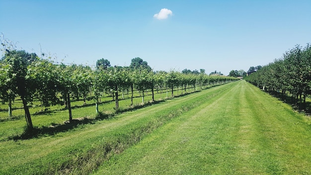 Foto panoramische opname van een landbouwveld tegen de lucht