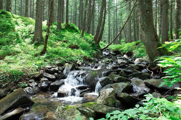 Panoramische prachtige diepe woudwaterval