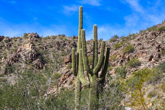 Foto panoramische uitzicht op cactussen tegen de lucht