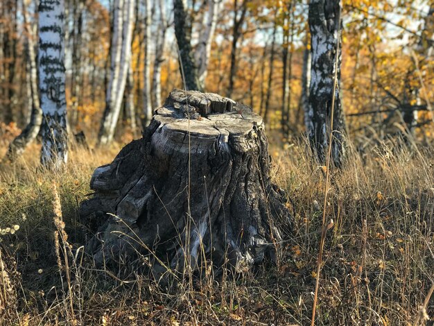 Panoramische weergave van een boomstomp op het veld