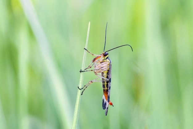 Panorpa communis the common scorpionfly is a species of scorpionfly