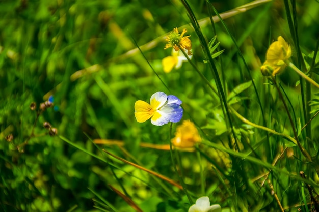 Pansies grow on a picturesque glade among the mountains