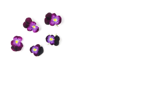 Pansies isolated on white background Viola pansy flower Purple spring flowers top view Design