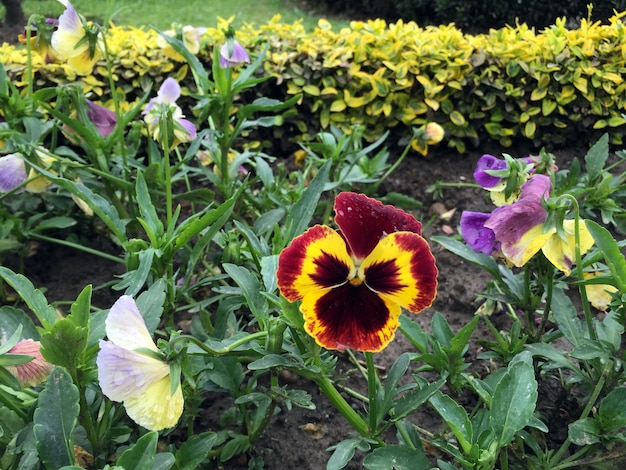 Pansies light yellow pansies pansies flower pansy flower red yellow flower