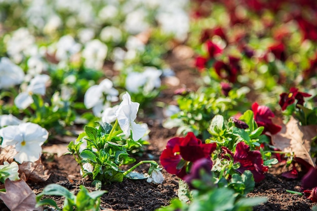 Pansies in a natural environment in the park Flower beds in a public park