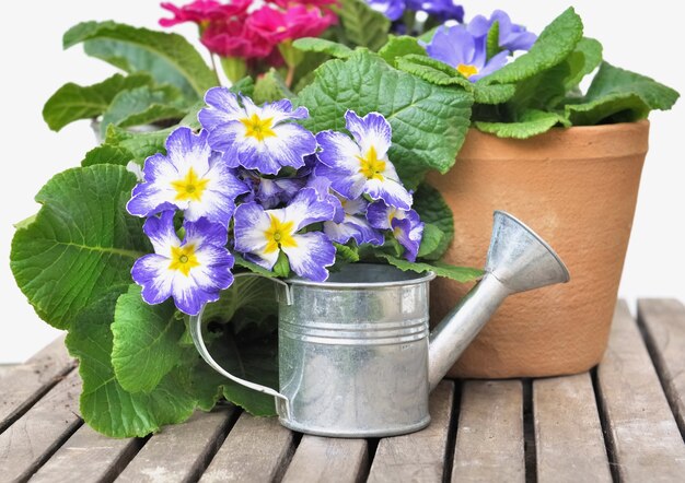 Pansies in pot and a little watering can