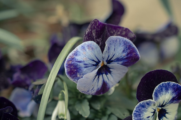 公園のベッドでパンジーの春の花