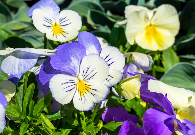 Pansy bloemen Gele paarse en violette lentebloem op groene bokeh selectieve aandacht als achtergrond