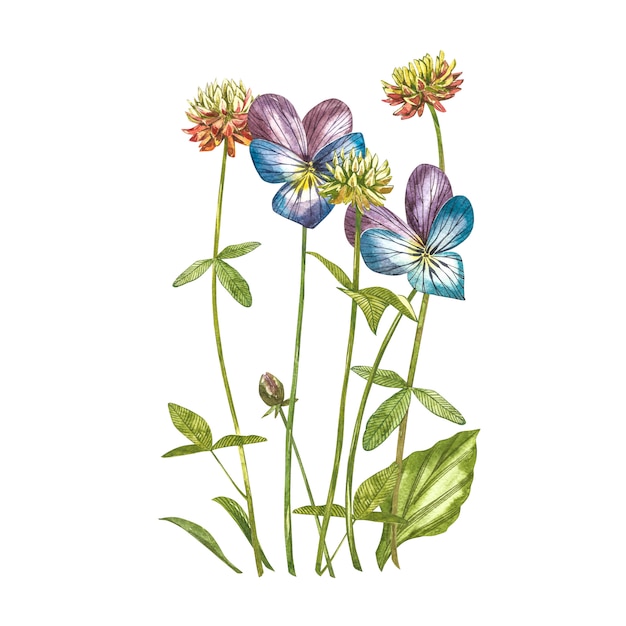 パンジーとクローバーの花。水彩画ボタニカルイラスト。