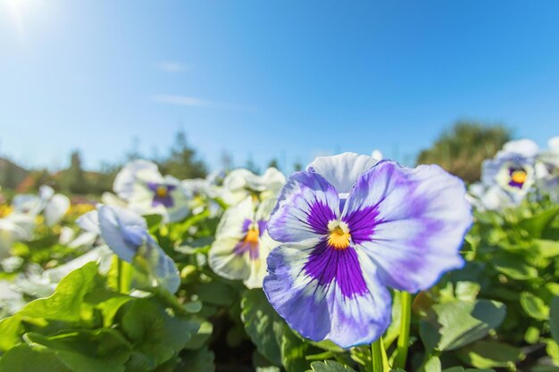 パンジーの花のクローズアップ、庭の紫のピンクのパンジー