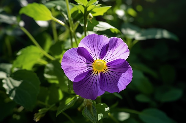 Foto fiore di pansy nel giardino in un giorno di primavera