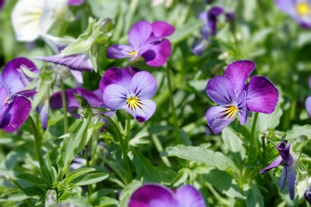 Pansy flower plant natural background, spring time