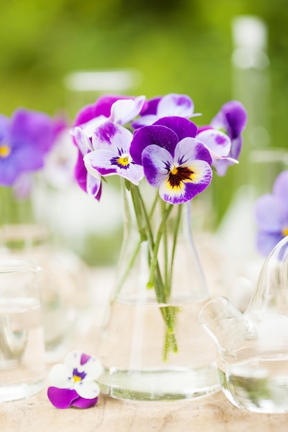 Pansy flowers in chemical glassware